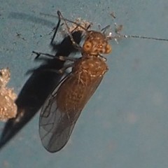 Lachesilla