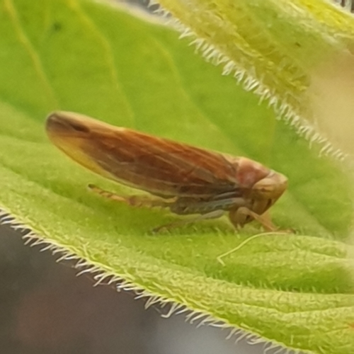 Idiodonus cruentatus