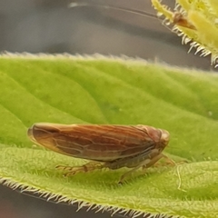 Idiodonus cruentatus