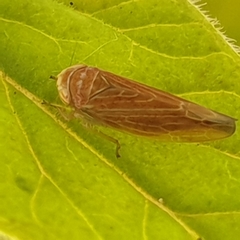 Idiodonus cruentatus