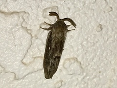 Gloveria arizonensis