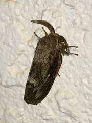 Gloveria arizonensis