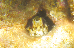 Lipophrys trigloides