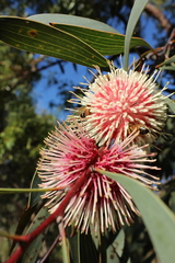 Hakea laurina