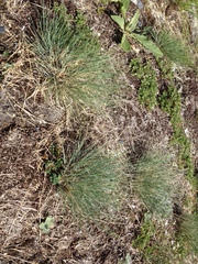 Festuca valesiaca