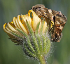 Microhelia angelica