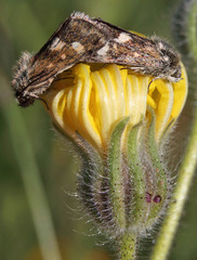 Microhelia angelica