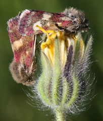 Microhelia angelica