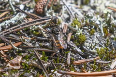 Cyrtopogon auratus