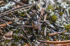 Cyrtopogon auratus