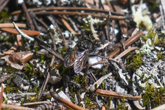 Cyrtopogon auratus