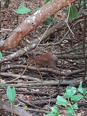 Nesotragus moschatus