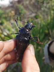 Archodontes melanopus