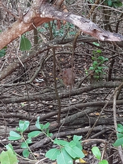 Nesotragus moschatus