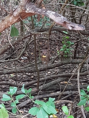 Nesotragus moschatus