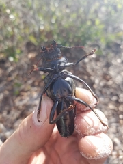 Archodontes melanopus