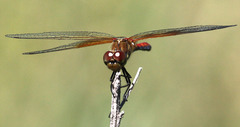 Sympetrum semicinctum occidentale