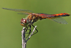 Sympetrum semicinctum occidentale