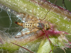 Terellia occidentalis
