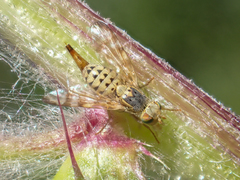 Terellia occidentalis