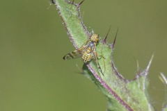 Terellia occidentalis