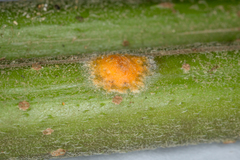 Hyperdermium caulium