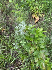 Eupatorium rotundifolium