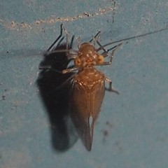 Lachesilla
