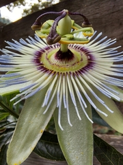 Passiflora caerulea