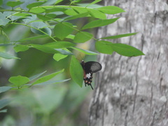 Pachliopta aristolochiae