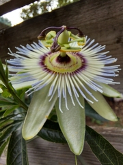 Passiflora caerulea