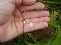 Campanula aparinoides