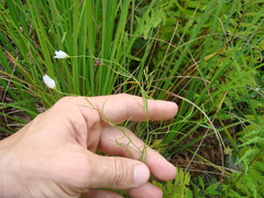 Campanula aparinoides