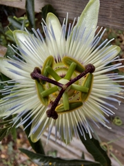 Passiflora caerulea