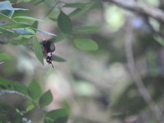 Pachliopta aristolochiae