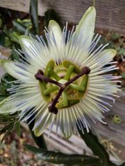 Passiflora caerulea
