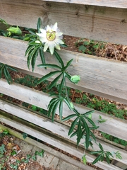 Passiflora caerulea