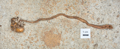 Ophiocordyceps sobolifera