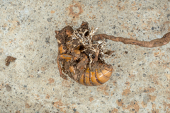 Ophiocordyceps sobolifera