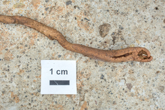 Ophiocordyceps sobolifera