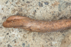 Ophiocordyceps sobolifera