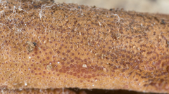 Ophiocordyceps sobolifera