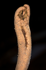 Ophiocordyceps sobolifera