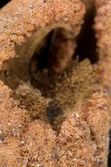 Ophiocordyceps sobolifera