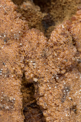 Ophiocordyceps sobolifera