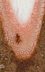 Ophiocordyceps sobolifera