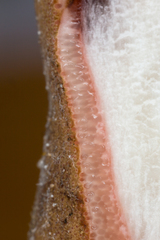 Ophiocordyceps sobolifera
