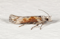 Gnorimoschema septentrionella