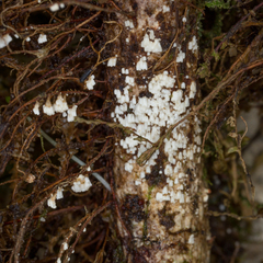 Cyphellaceae