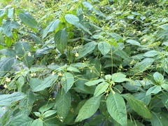 Impatiens parviflora
